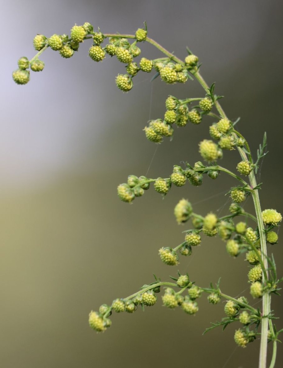 Полынь обыкновенная artemisia annua