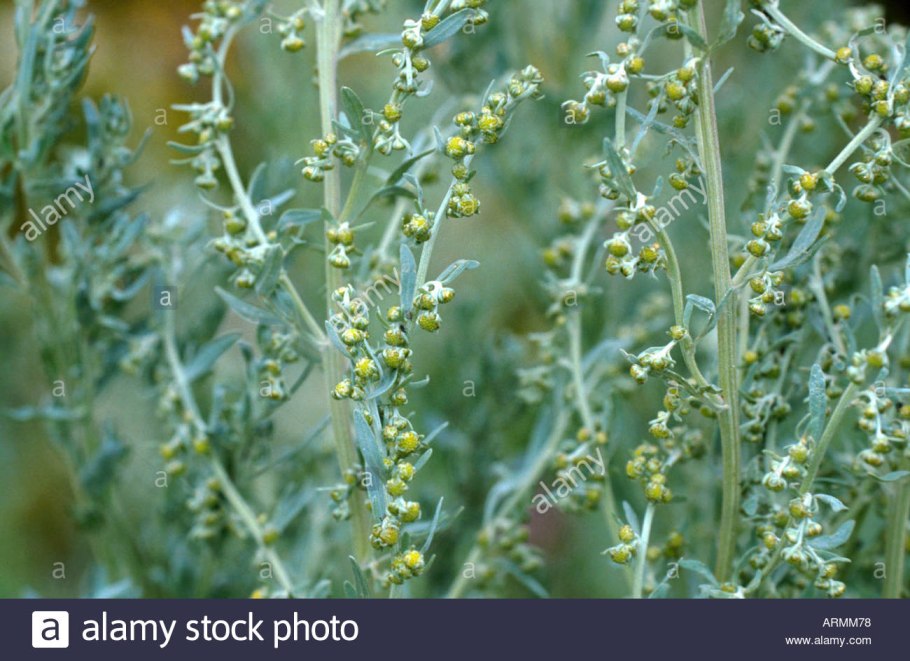 Сладкая Полынь