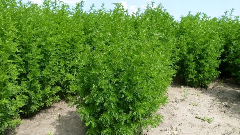 Artemisia annua, или Полынь однолетняя