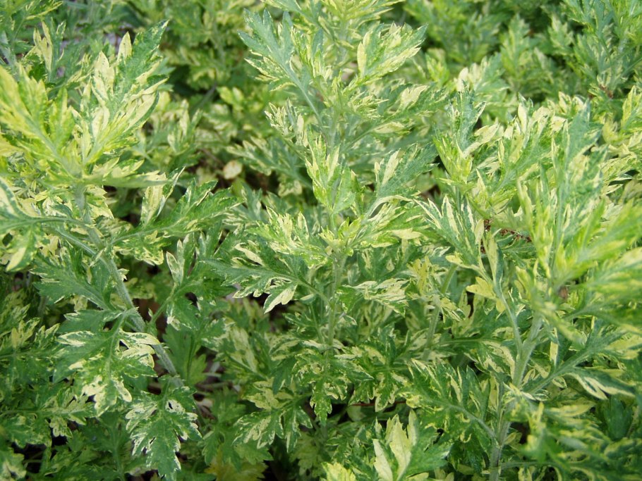Полынь Artemisia annua