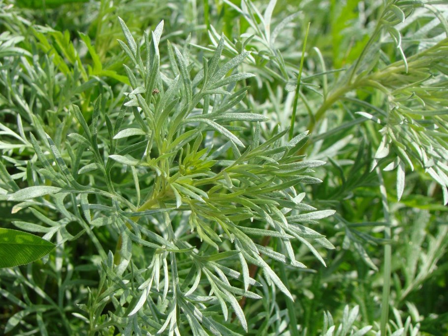 Сладкая Полынь Artemisia annua