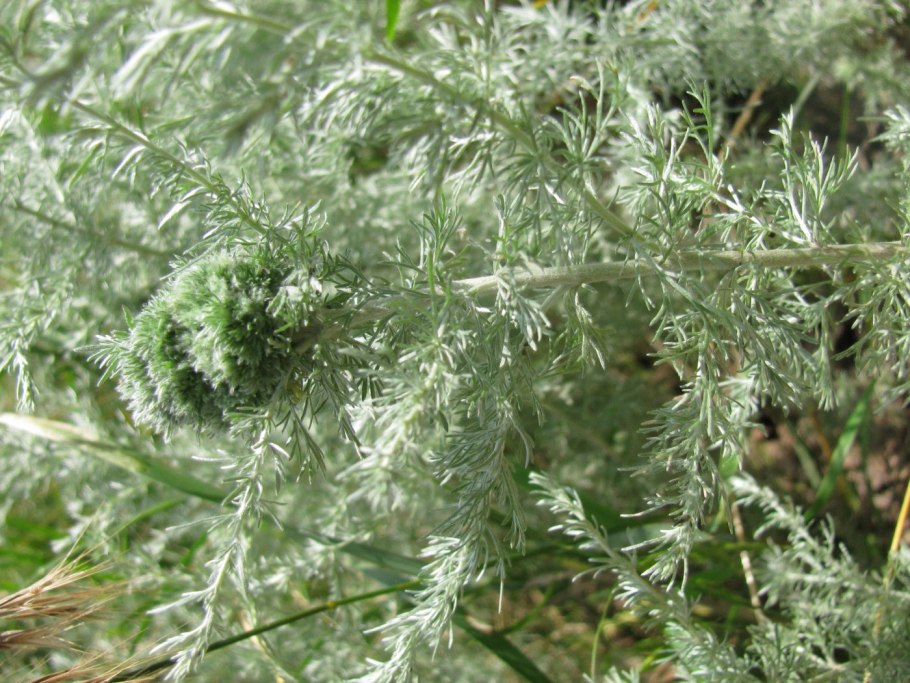 Растения Полынь Artemisia annua.