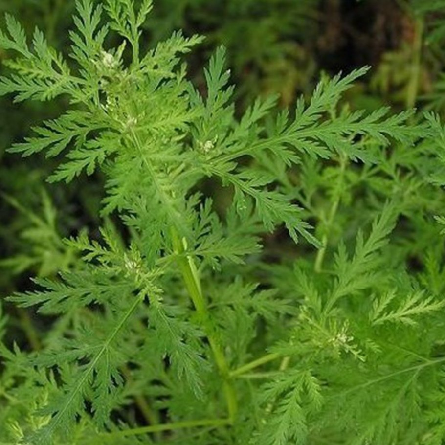 Полынь горькая