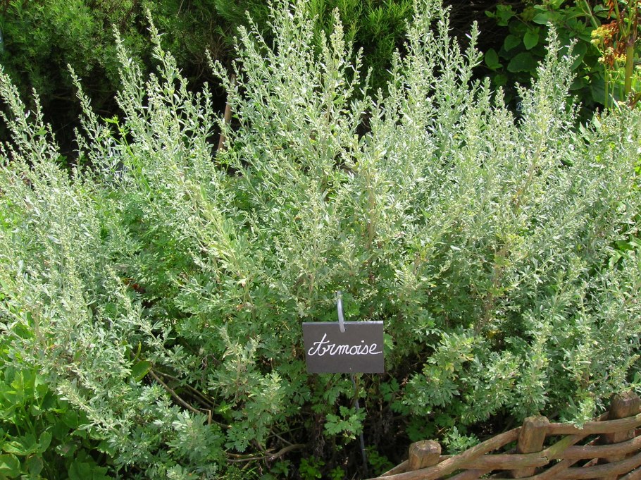 Артемизия Мексиканская