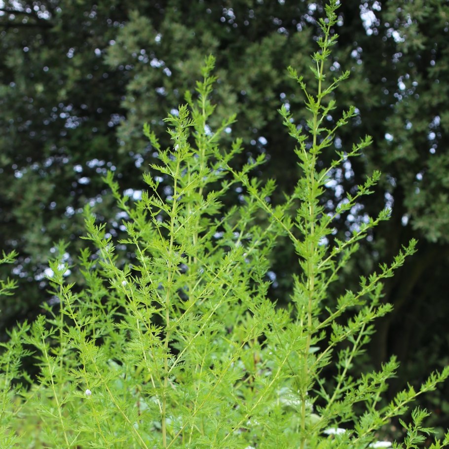 Полынь однолетняя сладкая