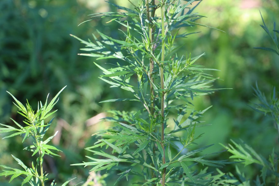 Полынь малоцветковая