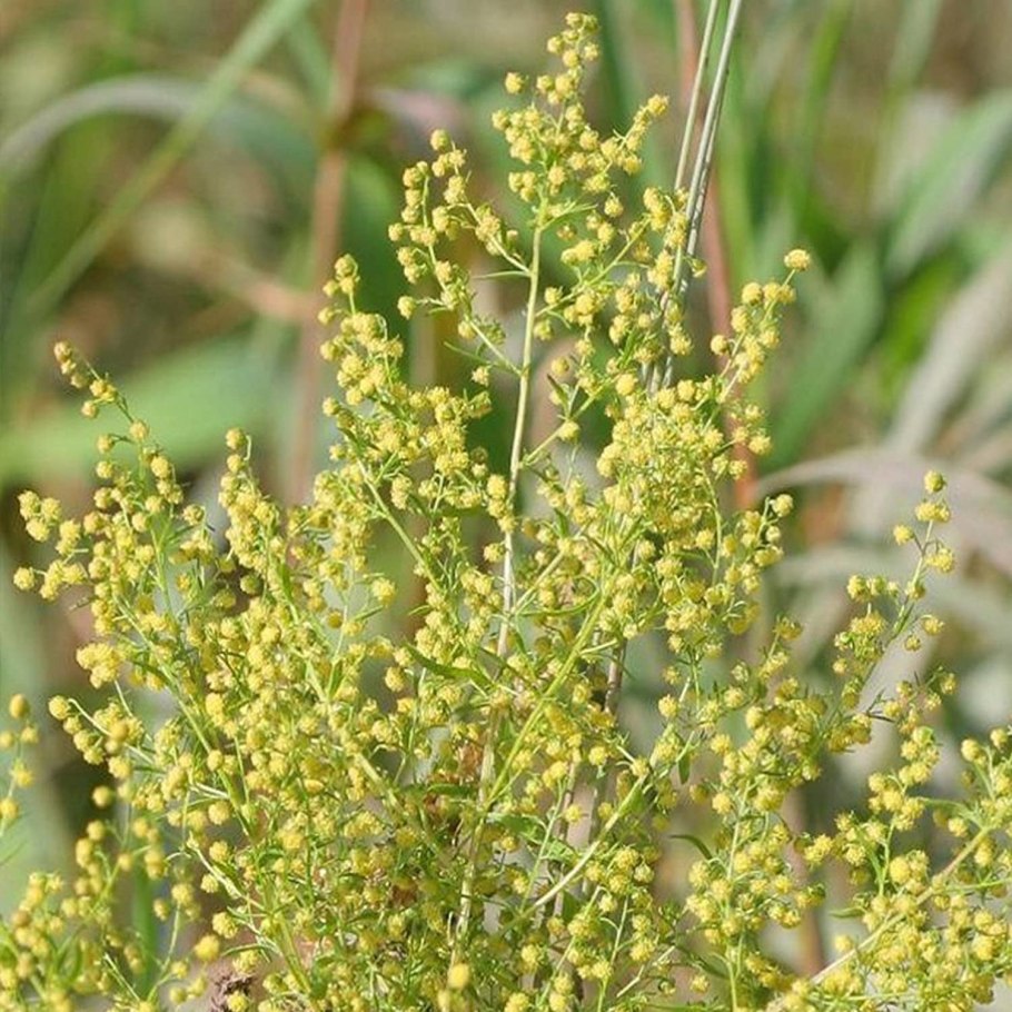Артемизинин, "Artemisia annua