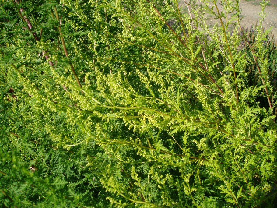 Полынь Артемизия аннуа