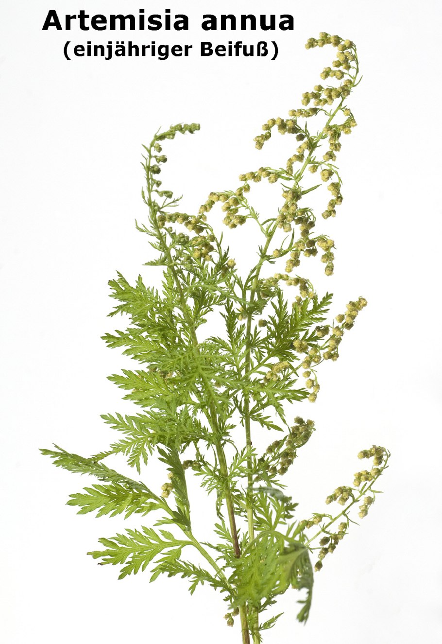 Полынь ланцетолистная