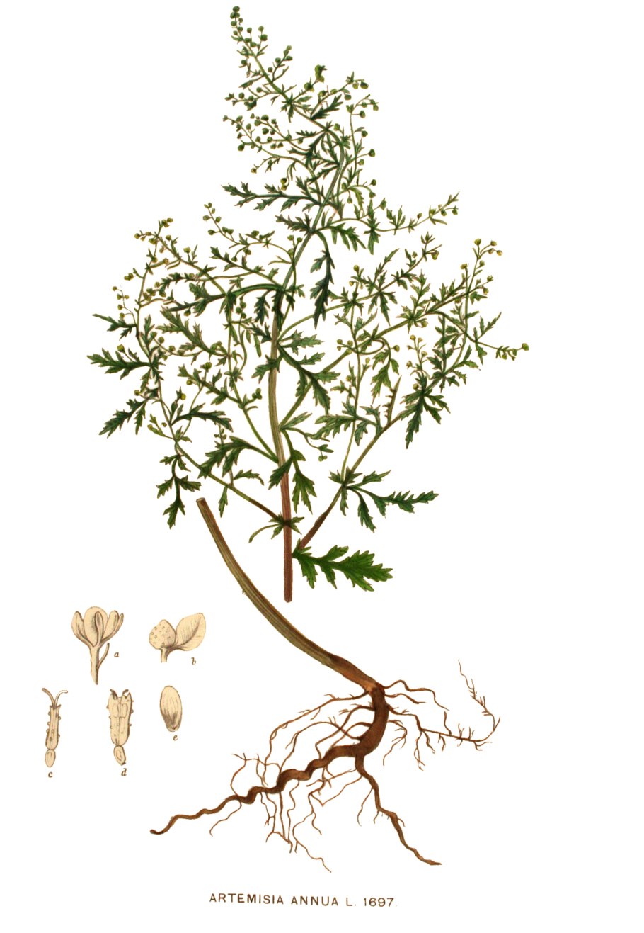 Полынь обыкновенная artemisia vulgaris
