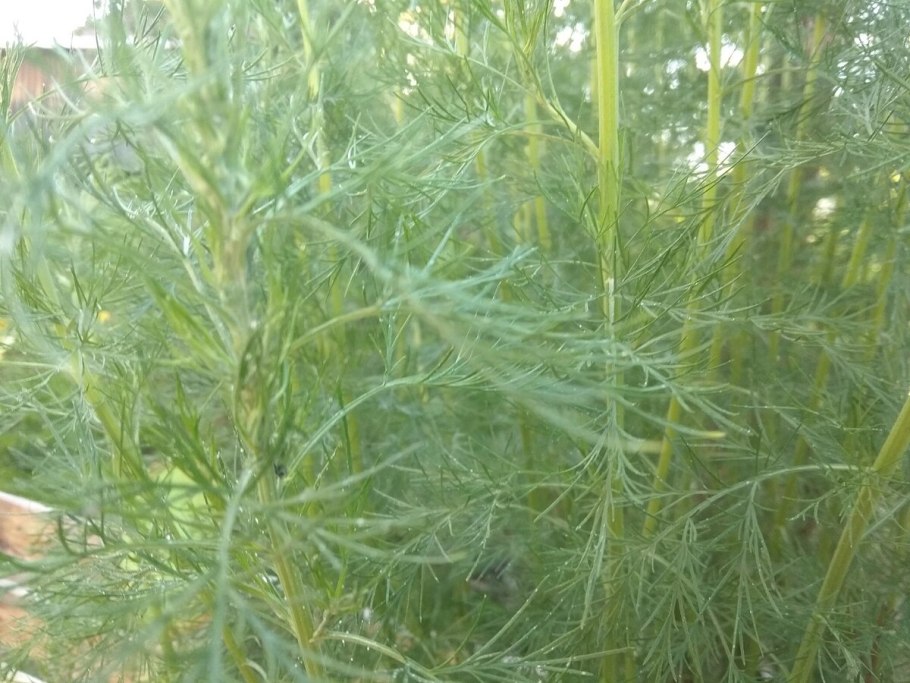 Полынь абротан божье дерево