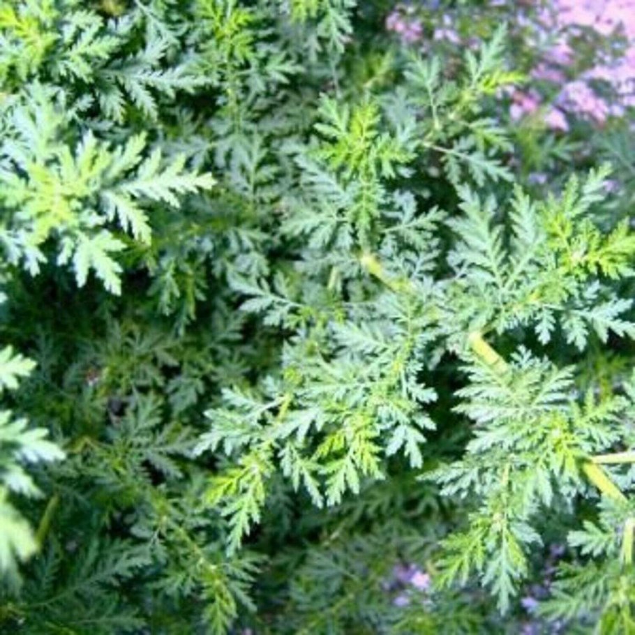 Полынь artemisia annua