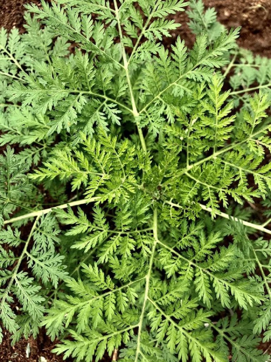 Артемизия аннуа растение