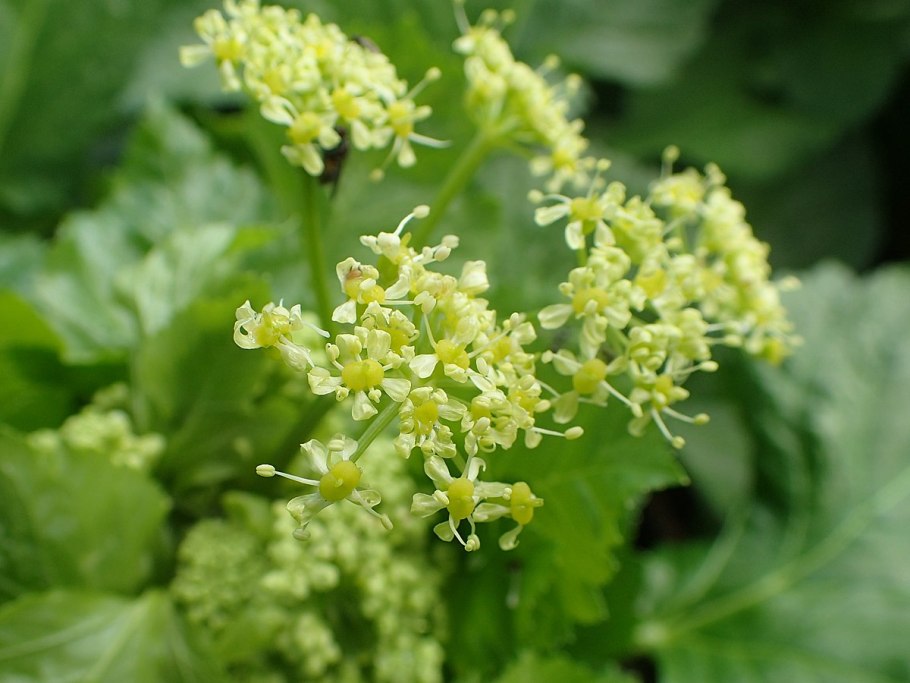 Смирная контия