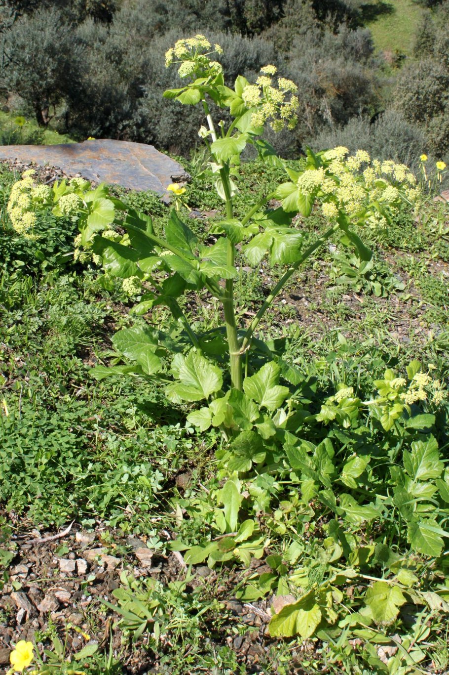 Smyrnium perfoliatum