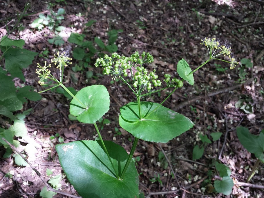 Смирния пронзеннолистная корень