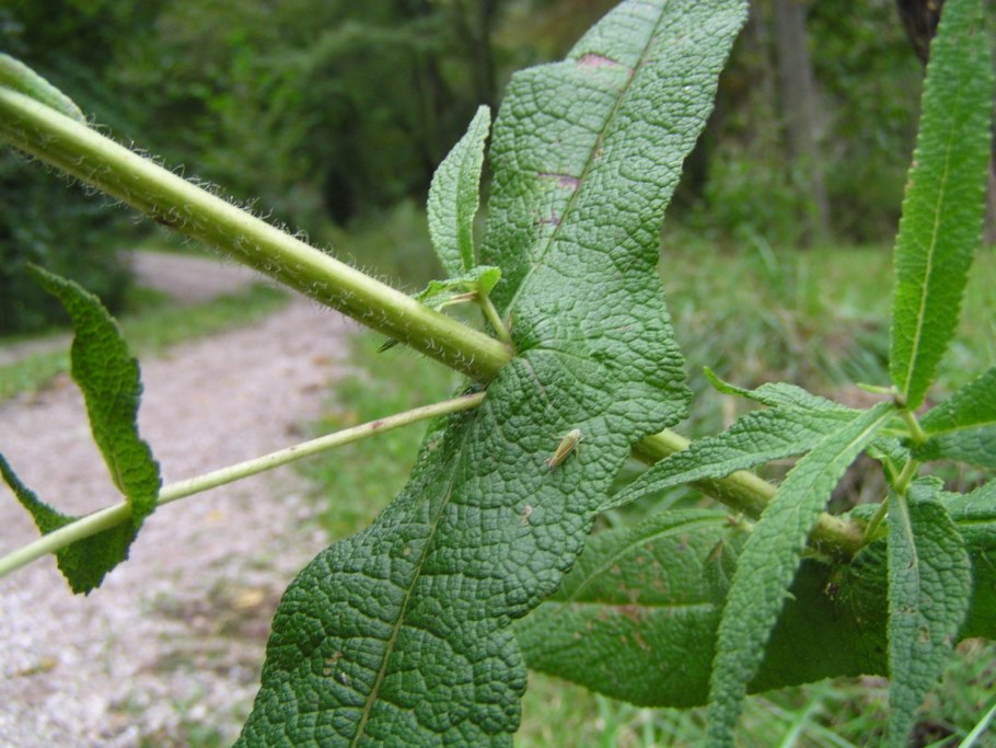 Мацерон Смирния