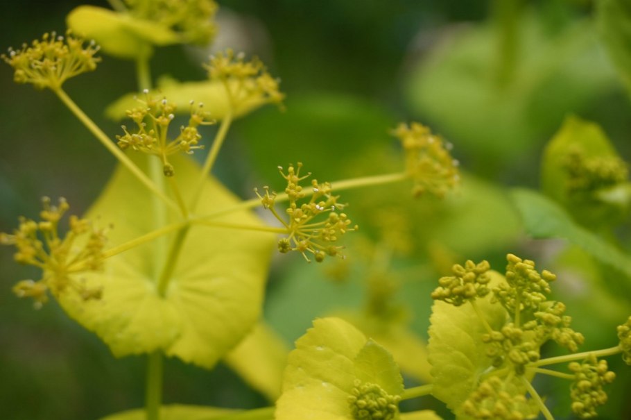 Смирния пронзеннолистная