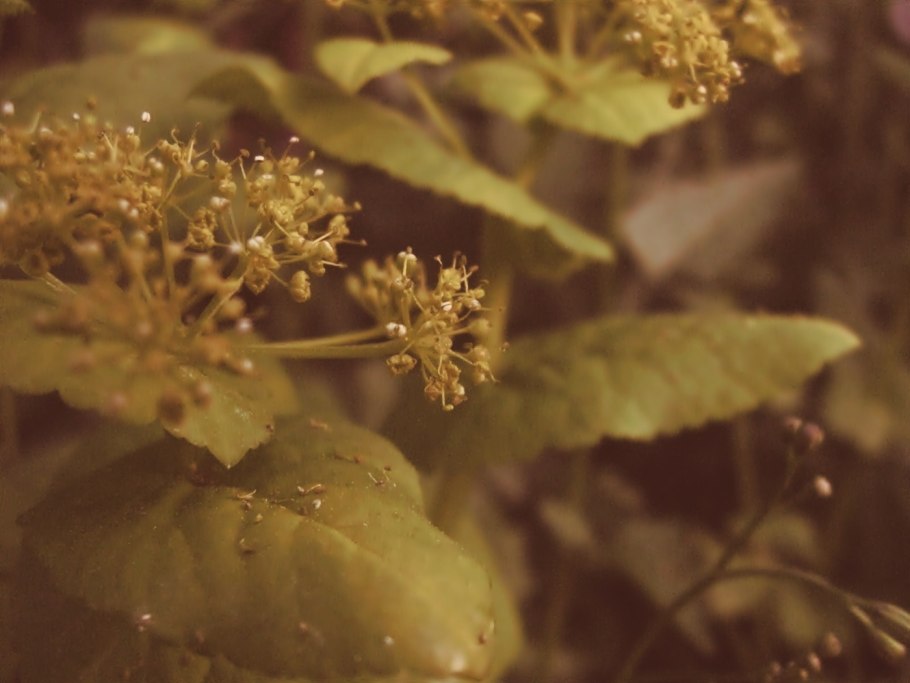 Растение красивое