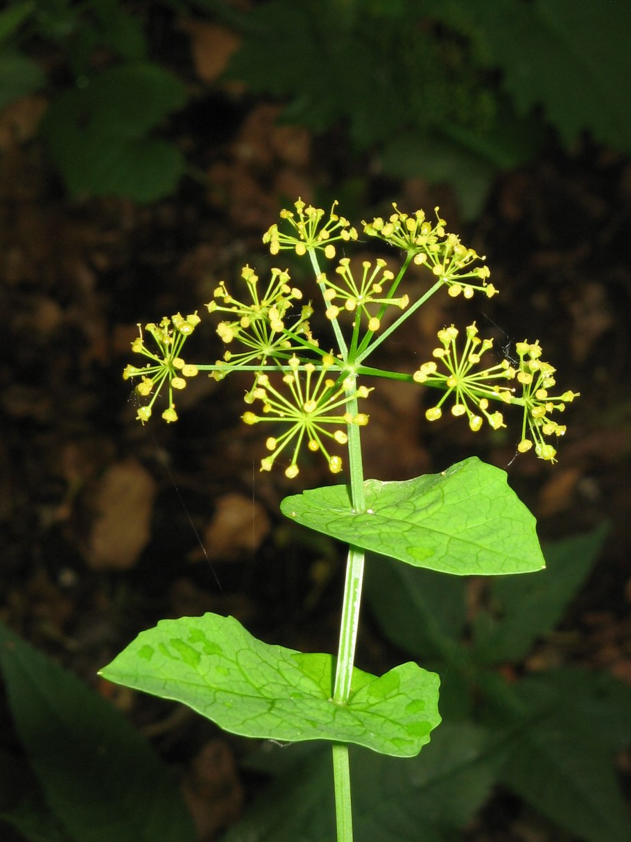 Ридольфия сегетум