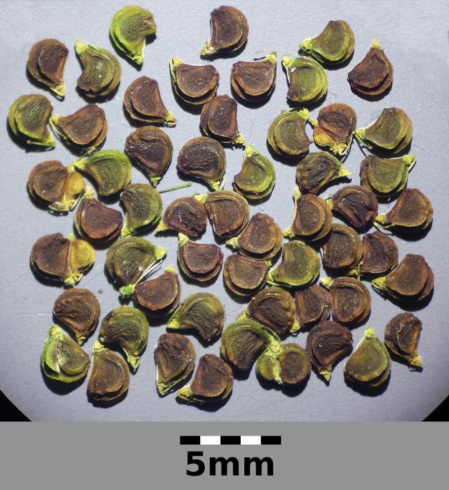 Smyrnium perfoliatum