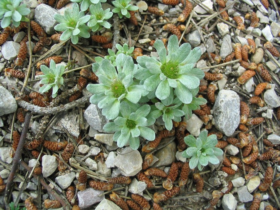 Hypericum tomentosum