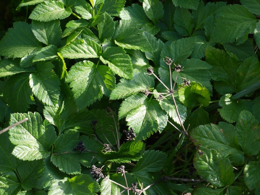 Rubus saxatilis