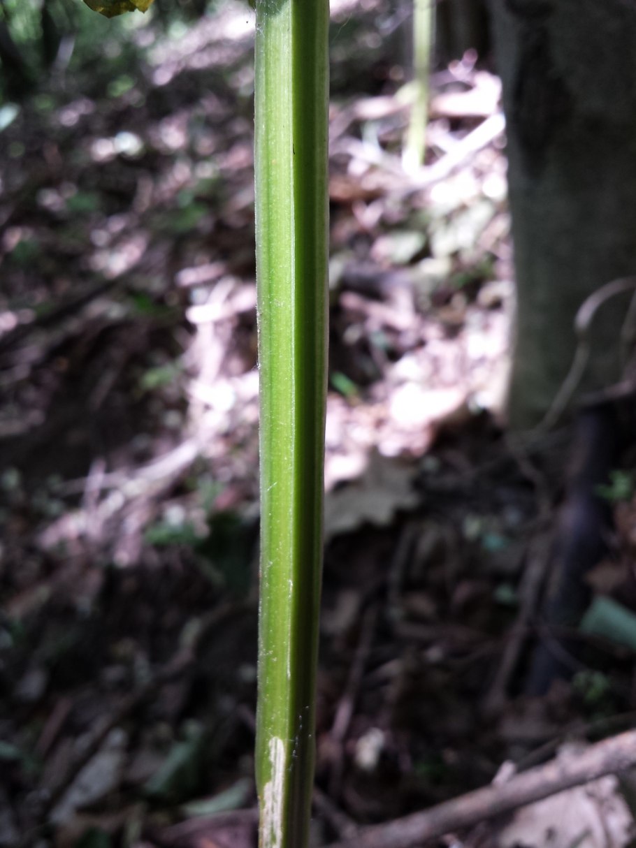 Стебель растений