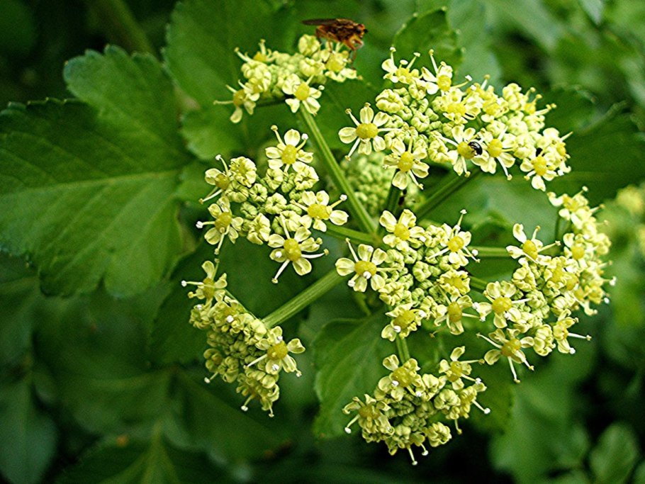 Smyrnium olusatrum