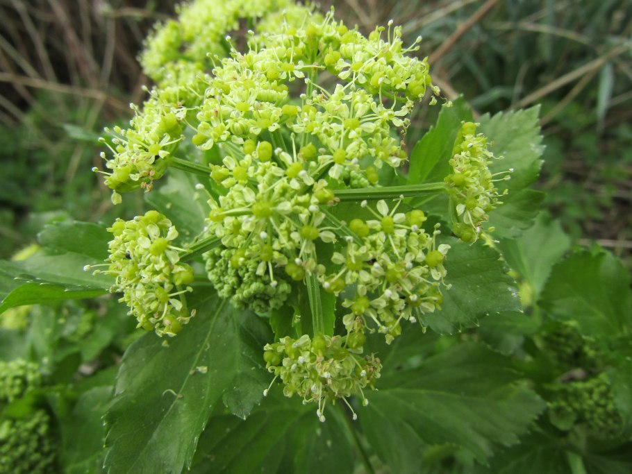 Смирная контия