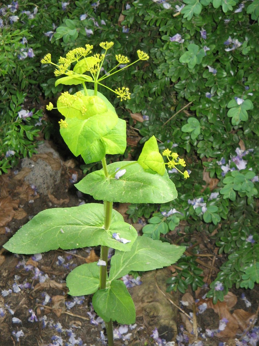 Smyrnium perfoliatum