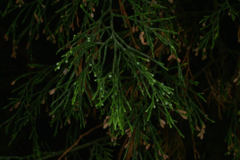 Callitris rhomboidea