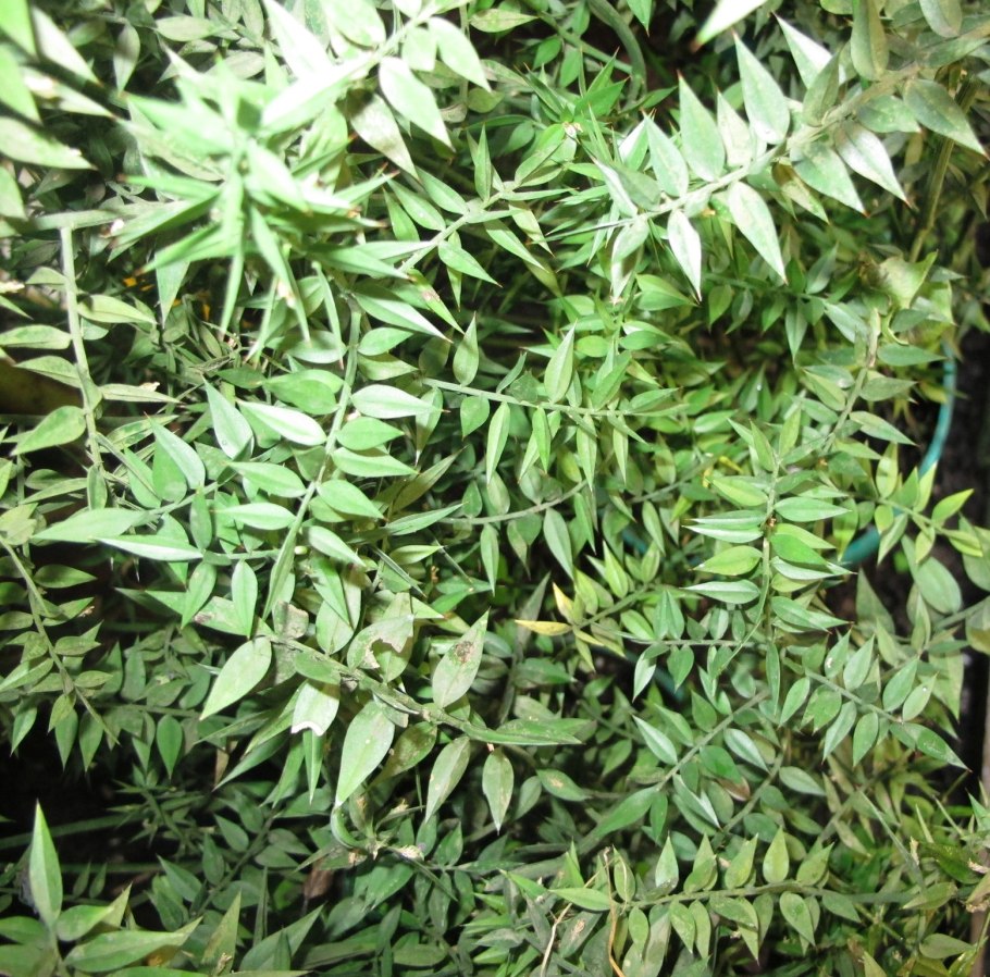 Иглица понтийская