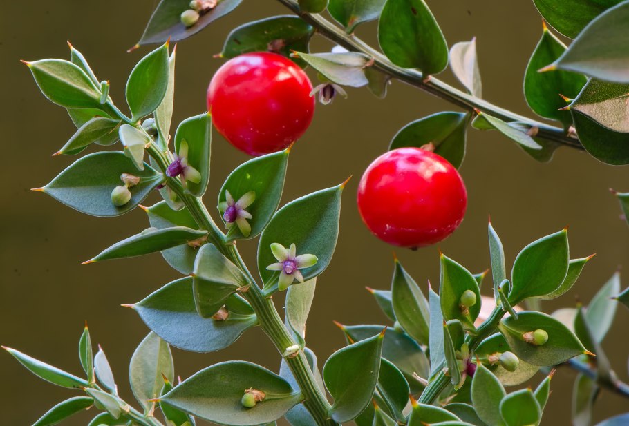 Иглица Колхидская