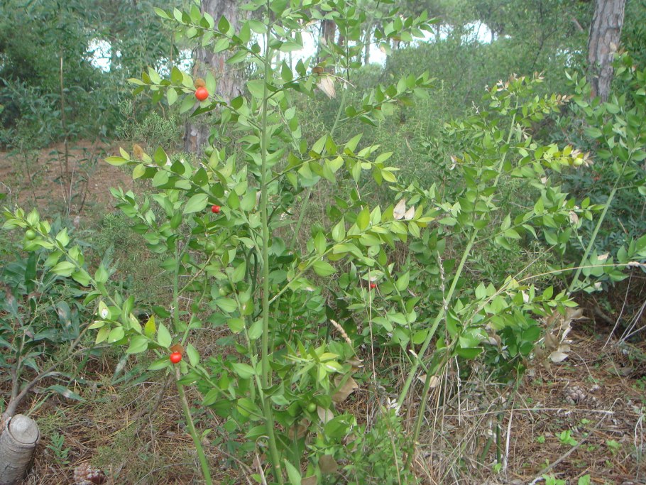 Ruscus aculeatus