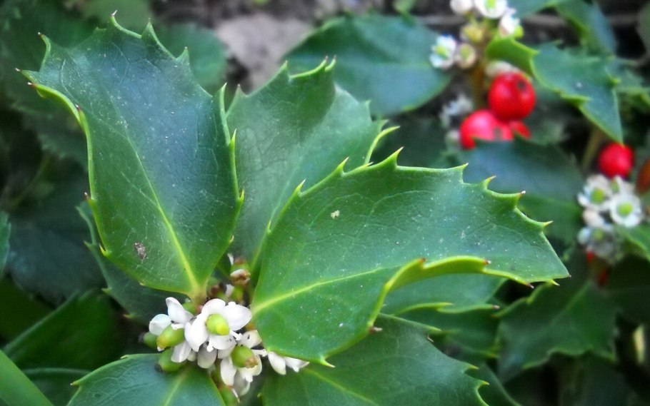 Падуб остролистный аляска