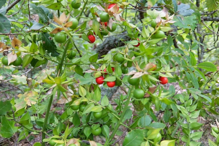 Рускус иглица