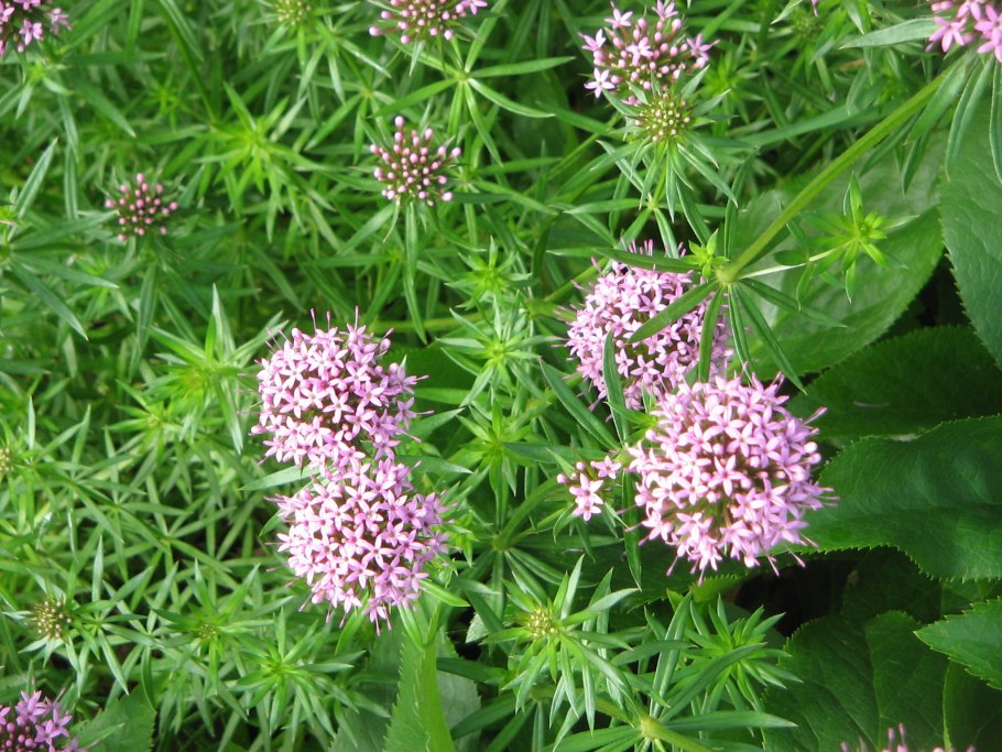 Фуопсис многолетник