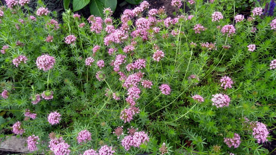 Фуопсис многолетник