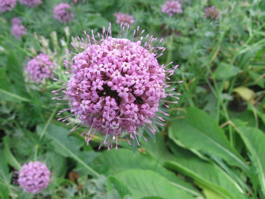 Фуопсис длинностолбиковый