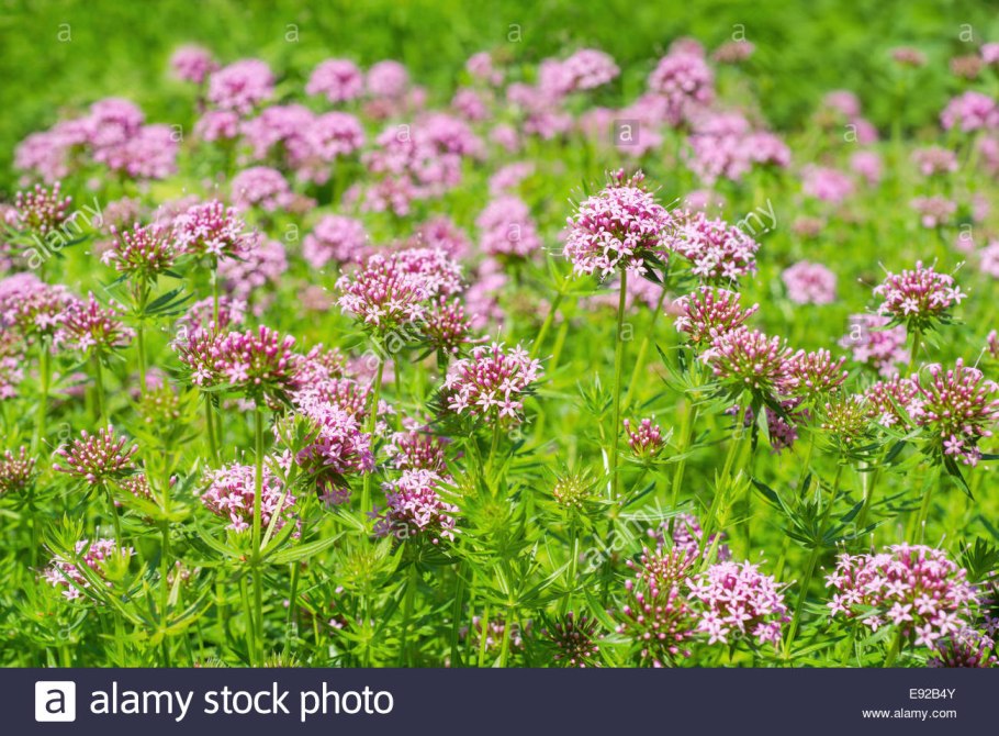 Фуопсис столбиковый