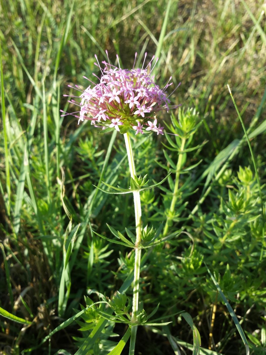 Фуопсис длинностолбиковый