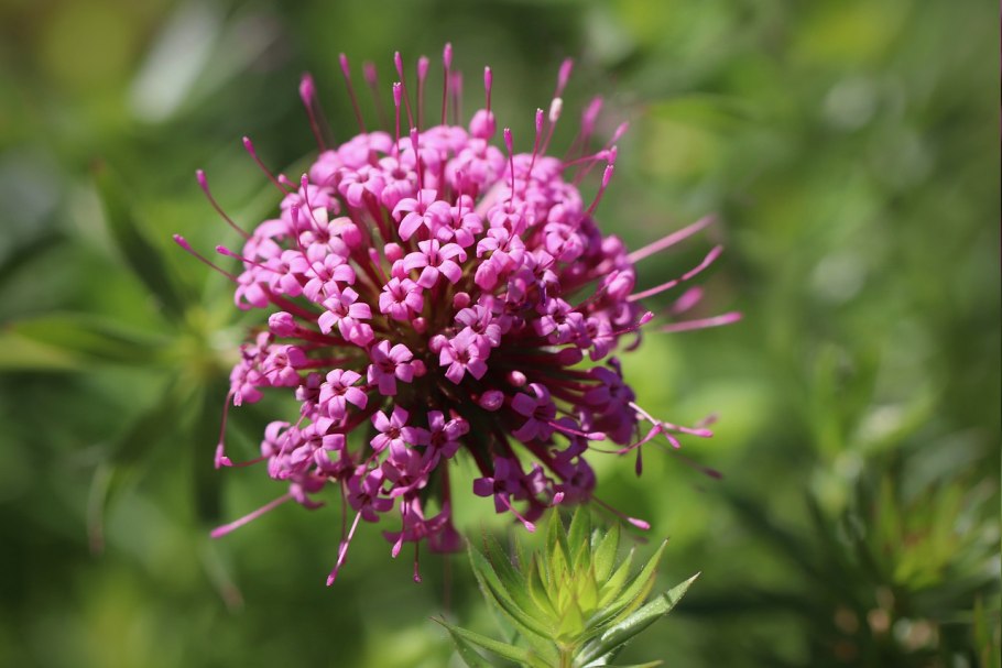 Фуопсис многолетник