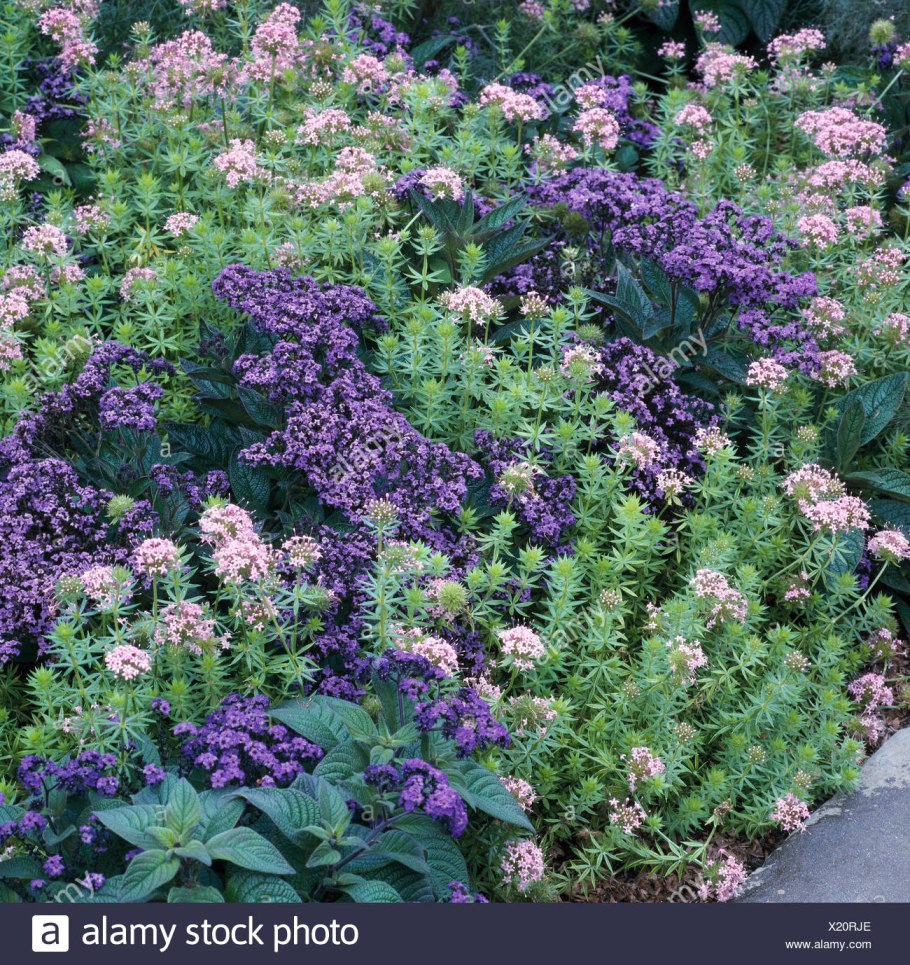 Ясменник кавказский