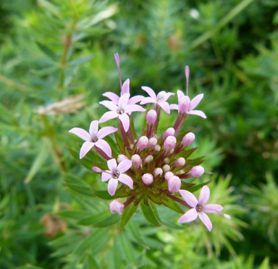 Цветы розовый Фуопсис