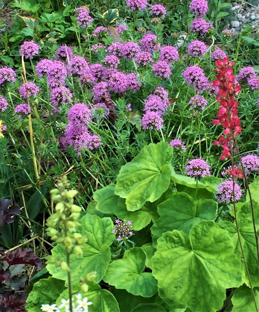 Фуопсис длинностолбиковый