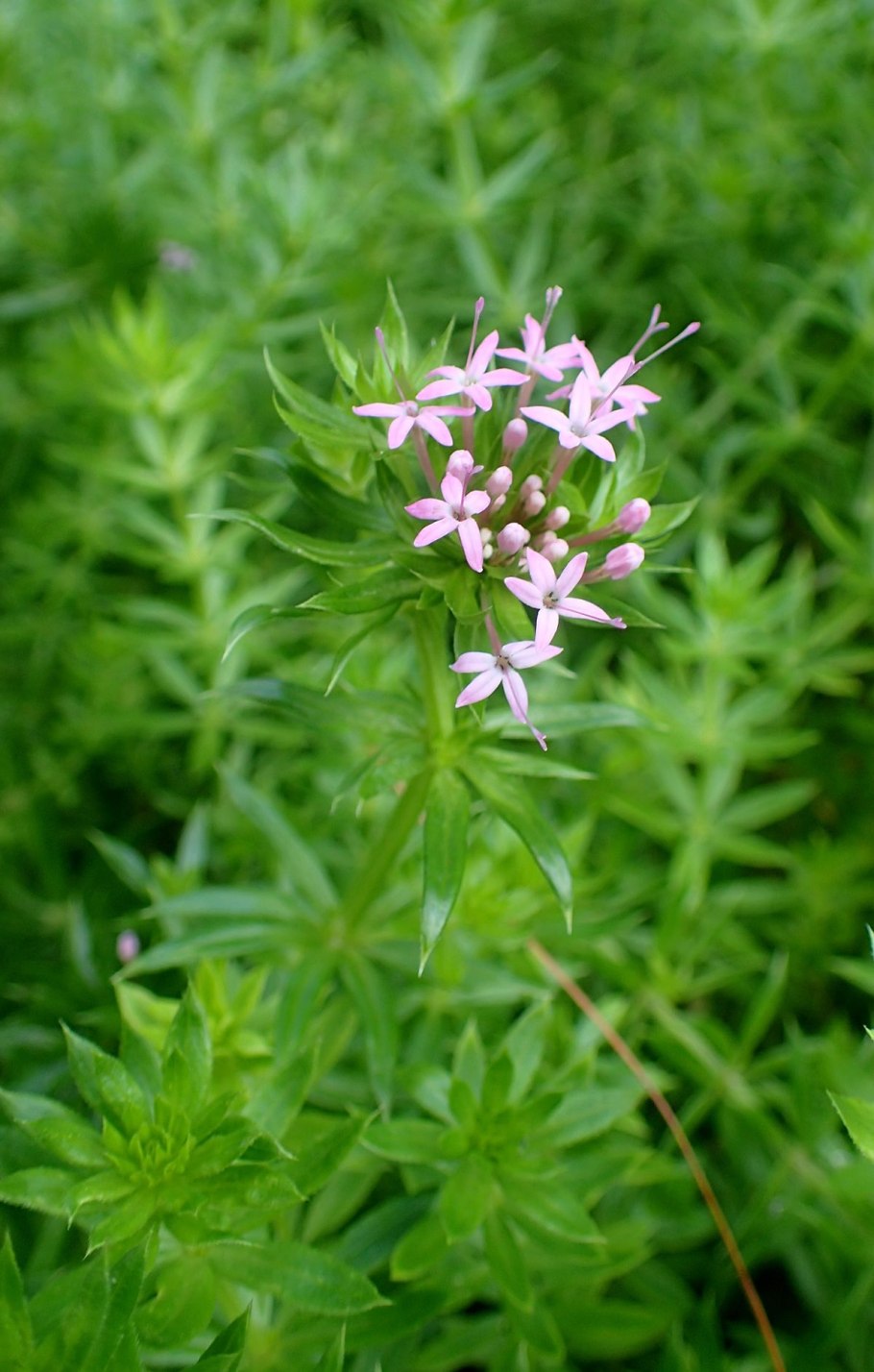 Форум Фуопсис