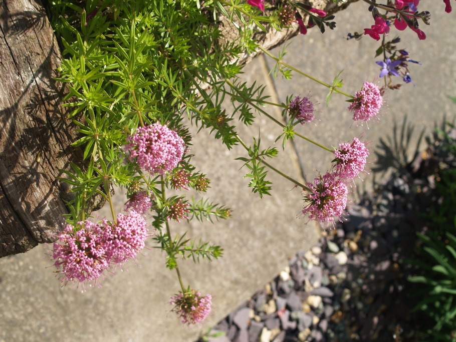 Крестовница Фуопсис