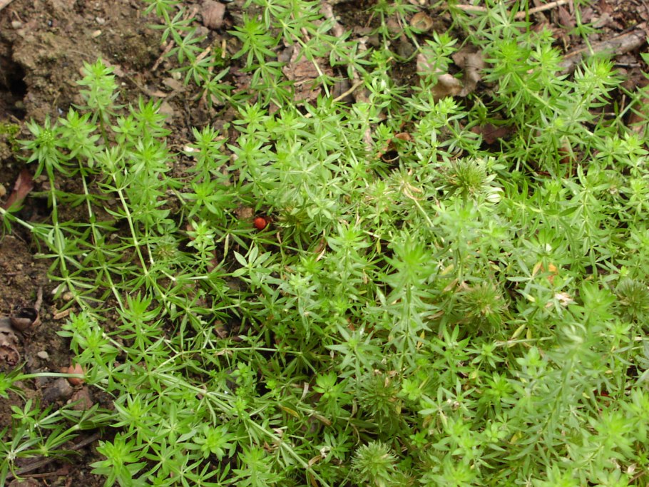 Клевер тысячелистник