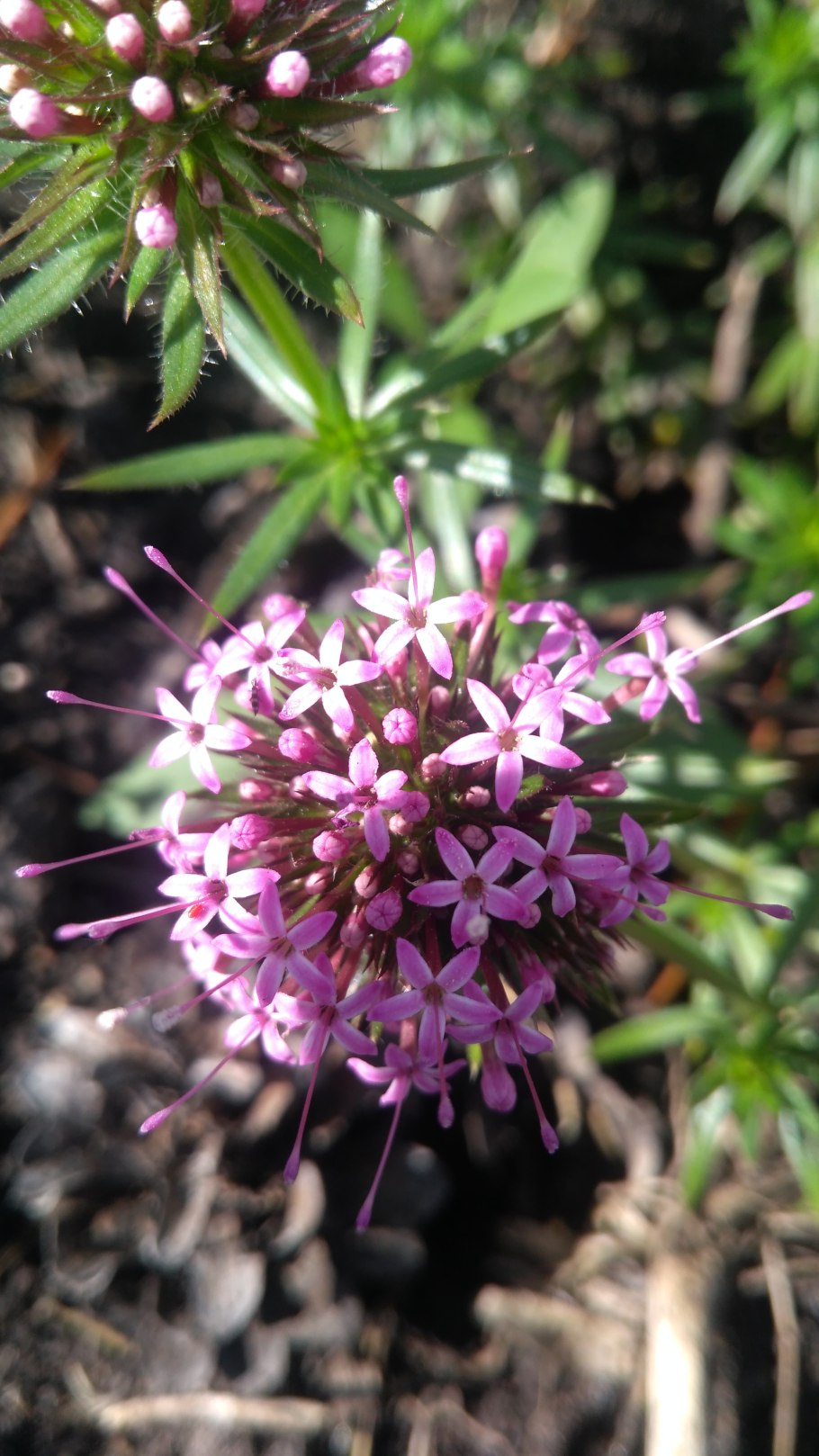 Фуопсис ЭДСР